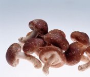 白香菇的功效与作用：健体益智