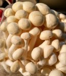 白玉菇变黄还能吃吗？什么人不适宜吃白玉菇？