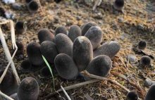 草菇适合生长在什么样的环境中？