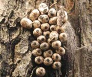 种植草菇易出现的病虫害以及防治措施