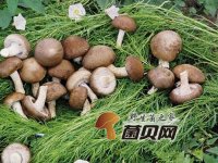 草菇不可以和什么一起吃？新鲜草菇应该如何保存？
