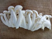 什么样的白玉菇不能吃？