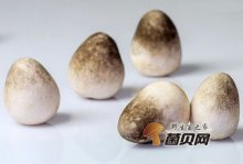 草菇种香菇有什么区别