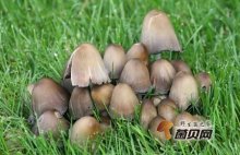 孕妇是否可以吃草菇？孕妇吃草菇的好处有什么好处？