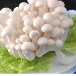 白玉菇有哪些养生功效