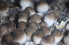 家庭农场种植的草菇，你吃过吗？