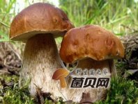 野草菇什么人群不能吃