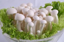 白玉菇的价格，生物学特性