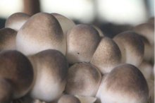新鲜草菇怎么保存，教你新鲜草菇的四种保鲜方法
