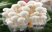 黄瓜炒白玉菇怎么做好吃