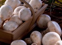 草菇多少钱一斤？草菇有哪些营养价值与功效？