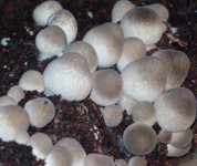 草菇一般用什么培养基配方，草菇怎样种植？