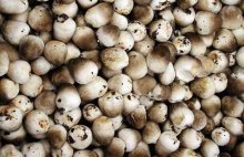 草菇的保存方法以及食用禁忌有哪些？