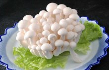 白玉菇的营养成分和价值