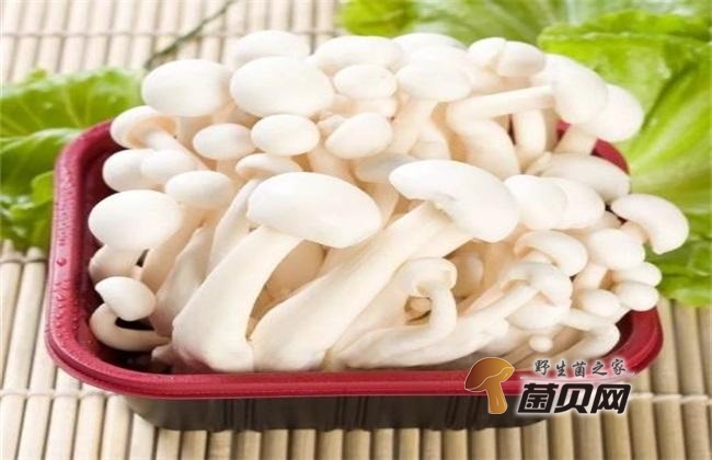 白玉菇的功效与作用，带你了解白玉菇具体的功效与作用