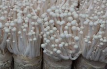 海鲜菇种植技术介绍