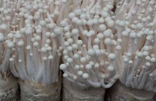 海鲜菇种植技术介绍