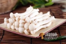 白玉菇的营养价值及功效，让你爱上吃白玉菇的理由！