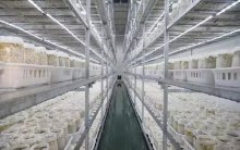 年产12000吨，产值1.2亿元！通江海鲜菇生产基地正式投产！