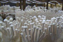 海鲜菇的栽培
