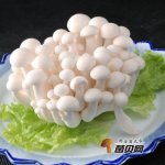 白玉菇煮多久可以吃