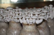 白玉菇种植的市场行情和利润
