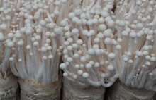 海鲜菇种植技术，海鲜菇怎么种植