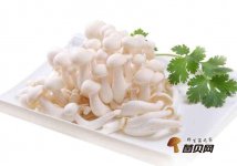 白玉菇长白毛可以吃吗