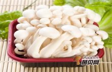 白玉菇食用功效和营养价值