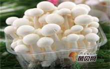 吃白玉菇有哪些好处？白玉菇的营养吃法怎么做？