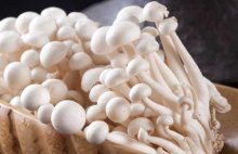 白玉菇的食用禁忌有哪些？
