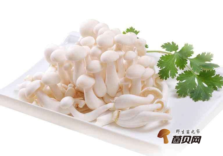 白玉菇的功效和作用是什么，食用方法有哪些？