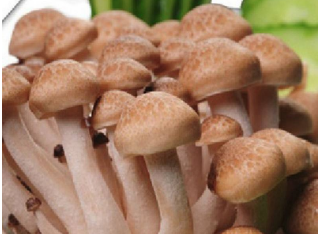 痛风的人能吃海鲜菇吗？哪些人不适合吃海鲜菇？