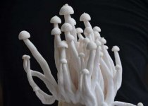 海鲜菇炒之前用焯水吗？炒海鲜菇的做法