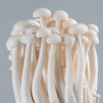 海鲜菇的功效和作用