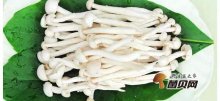 海鲜菇的营养及功效，海鲜菇怎样保存和挑选？