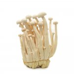 人工种植海鲜菇需要具备什么条件？六大条件需注意！