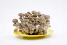 海鲜菇的营养