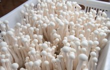室内海鲜菇的种植方法，海鲜菇的作用