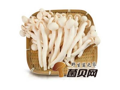 海鲜菇的功效与作用及食用方法有哪些？