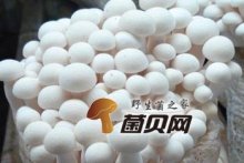 白萝卜与海鲜菇能同食吗