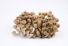 海鲜菇和金针菇功效上有什么区别