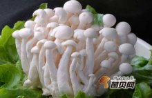 怎么辨别白玉菇和海鲜菇？区别是什么？