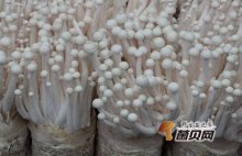 海鲜菇种植新技术有哪些？