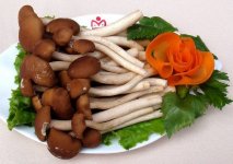 海鲜菇和茶树菇的区别及茶树菇的价格