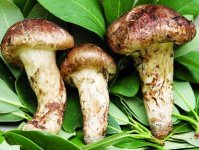 蘑菇木耳汤怎么做好吃？