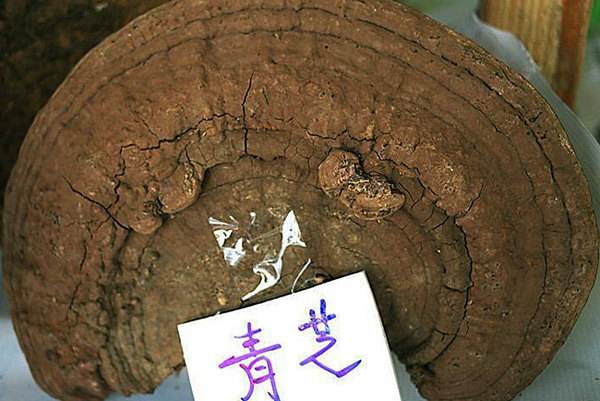 灵芝的品种价格排名,哪一种更贵更好?