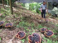 广西德保紫灵芝，带领全村走上致富路