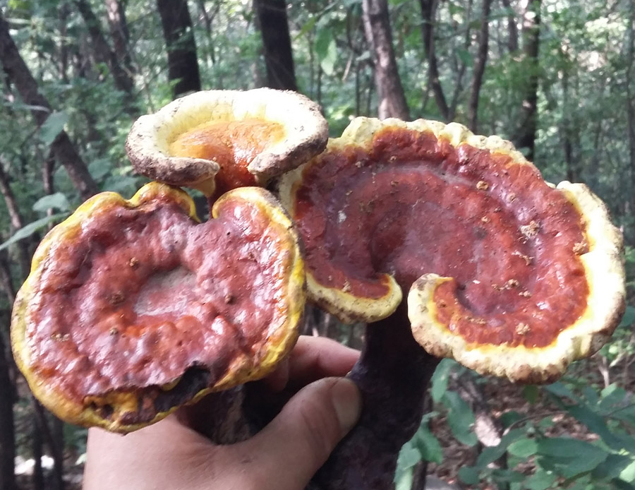 赤灵芝哪些人不适合吃？灵芝的食用禁忌