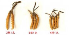 冬虫夏草大的和小的有区别吗？哪种更好呢？